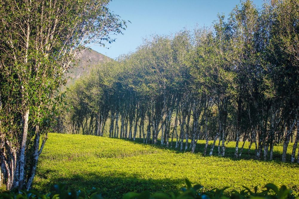 Hatale Tea Estate Bungalow Madulkele Zewnętrze zdjęcie