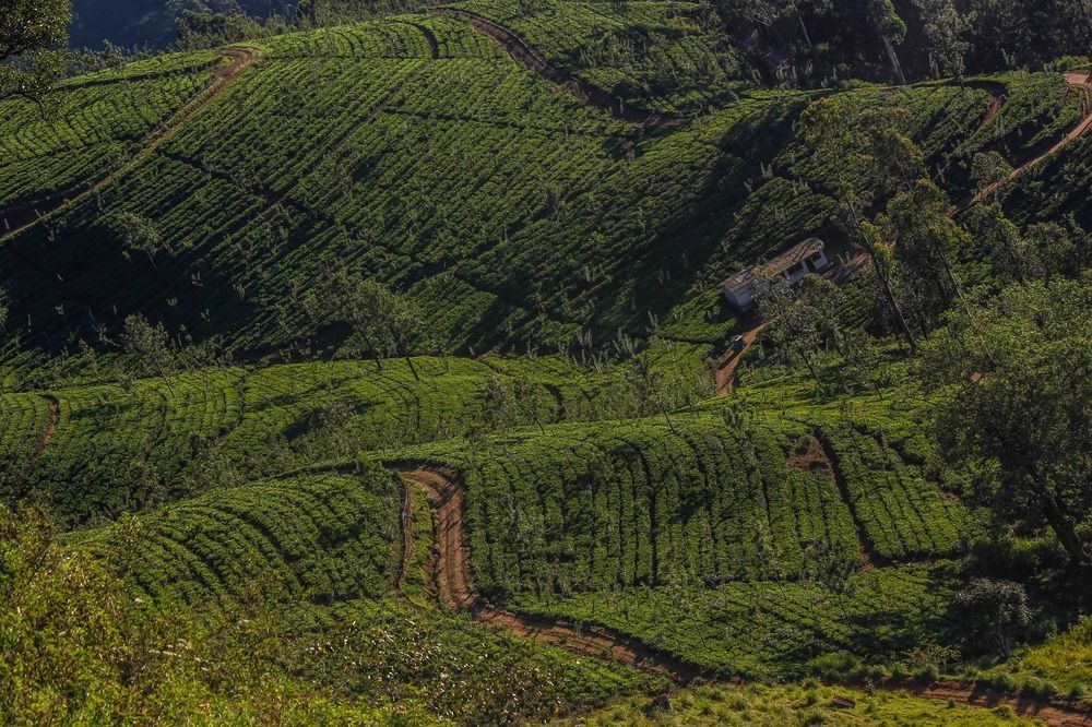 Hatale Tea Estate Bungalow Madulkele Zewnętrze zdjęcie